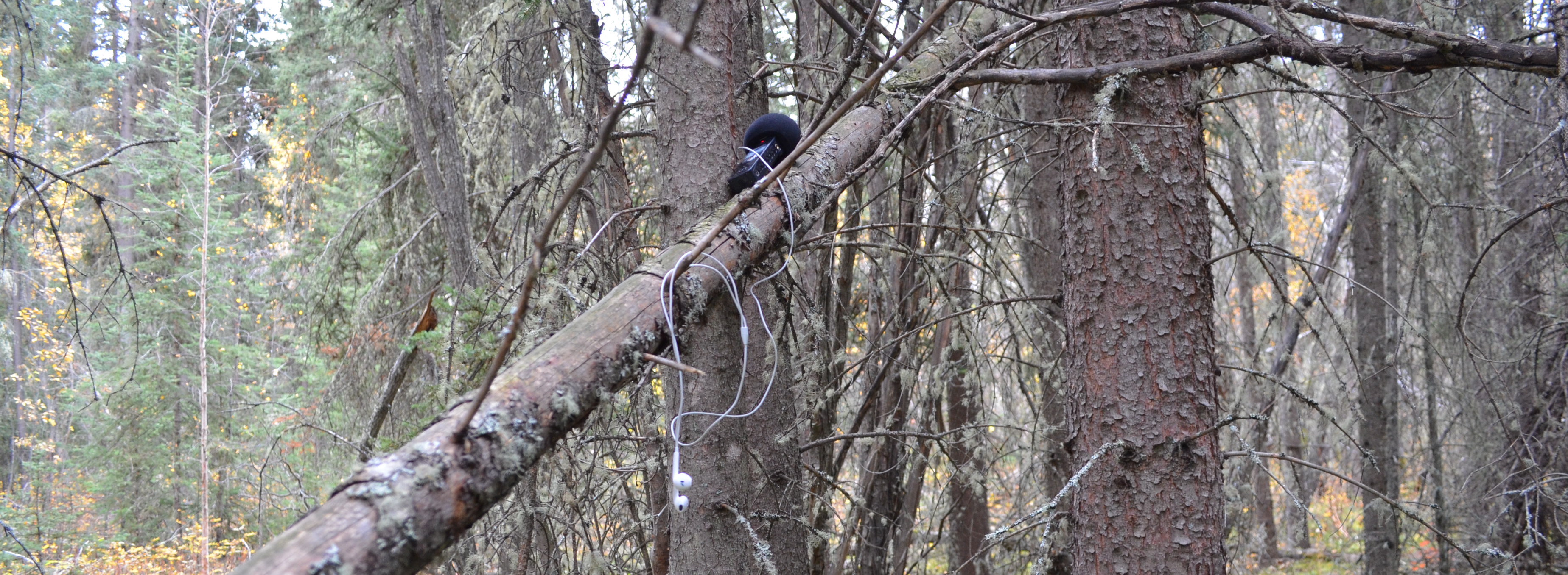 mic for spruce_4header.jpg