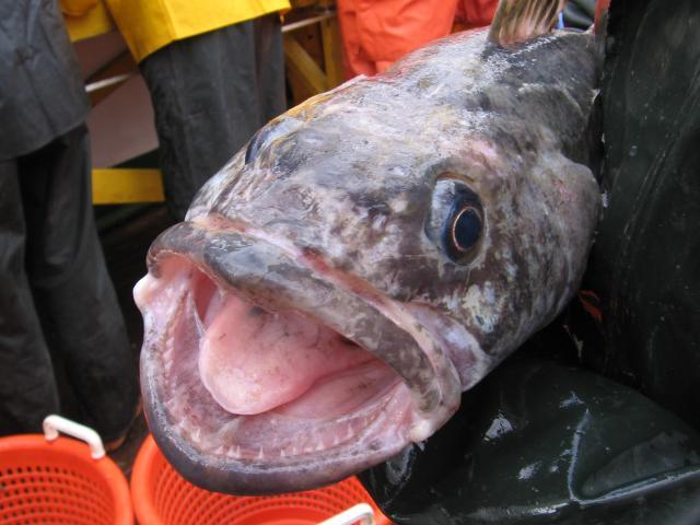 toothfish1