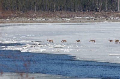 from Manuelas blog_caribou+crossing+(81)+small