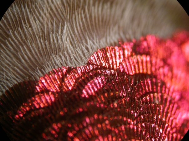 neck and chest feathers connecting