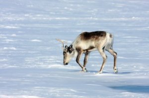 Caribou near Artillery Lake, NWT, March 09 (photo from FB group for Rangifer Anatomy Project)