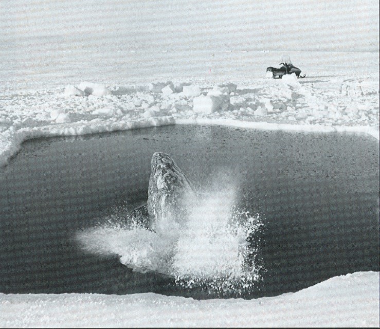 Gray whale blowing in its breathing hole as ice closes in, Oct 13, 1988 (photo Bill Roth, Anchorage Daily News)