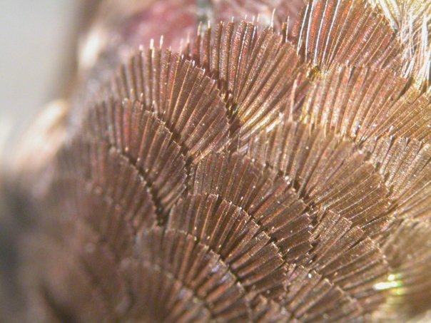 the pink headfeathers of the male anna look almost colourless when viewed from the side. how do they do that?!